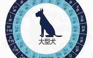 属狗多少岁查询