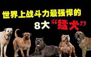 猛犬取名大全免费