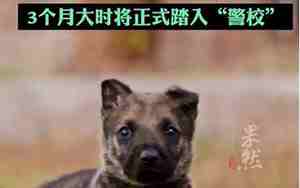 警犬取名字大全霸气