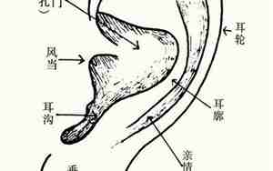 女生耳朵长什么样的人有福气