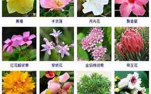 鲜花名字大全集图片唯美