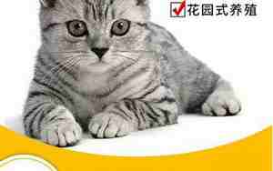 白色的猫可以取什么名字