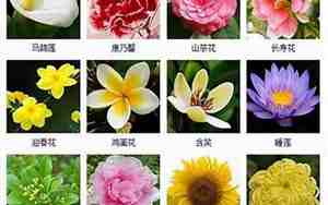 花海起名大全四个字