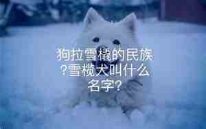 雪橇犬叫什么名字好